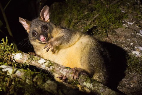 Daintree Afternoon Nocturnal Nature And Wildlife Tour - Sunshine Coast Tourism 7