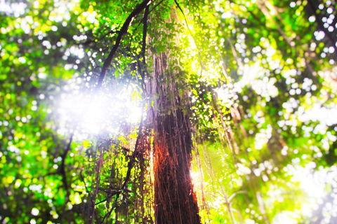 Airport Transfer - Mission Beach To Cairns Airport - Sunshine Coast Tourism 1