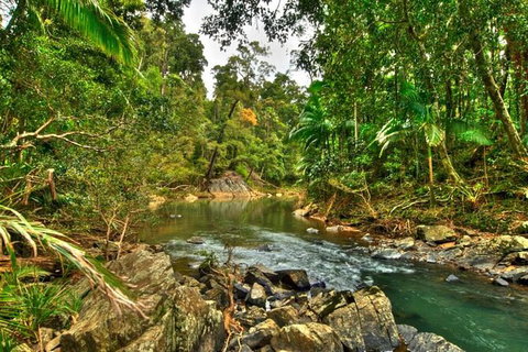 Reef, Wildlife & Rainforest - Reef & Beyond Guided Holidays - Holiday Sunshine Coast 3