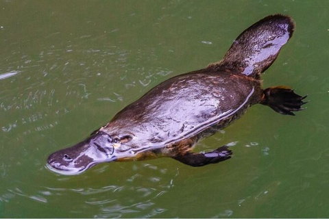 Reef, Wildlife & Rainforest - Reef & Beyond Guided Holidays - Holiday Sunshine Coast 7