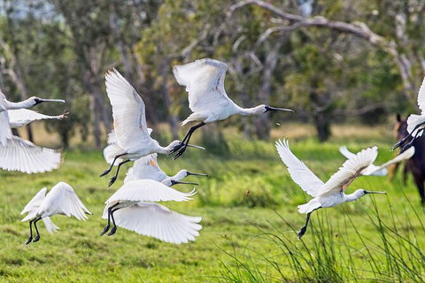 Reef, Wildlife & Rainforest - Reef & Beyond Guided Holidays - Holiday Sunshine Coast 1
