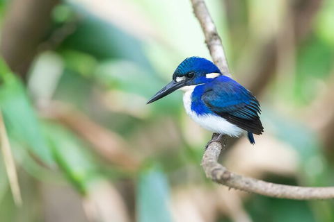 Daintree River Sunset Cruise - Sunshine Coast Tourism 10