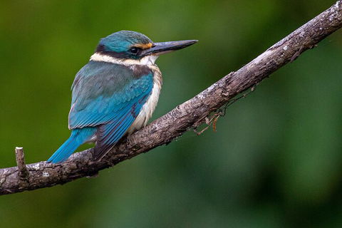 Daintree River Sunset Cruise - Sunshine Coast Tourism 5