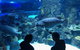 Cairns Aquarium Dive With The Sharks - thumb 5
