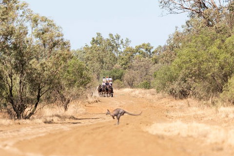 Cobb And Co Stagecoach Experience - Sunshine Coast Tourism 5