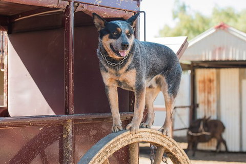 Cobb And Co Stagecoach Experience - Sunshine Coast Tourism 3