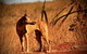 1 Day Rockhampton Highlights Private Tour With Pickup - thumb 5