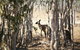 1 Day Rockhampton Highlights Private Tour With Pickup - thumb 2