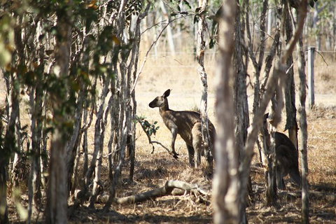1 Day Rockhampton Highlights Private Tour With Pickup - Sunshine Coast Tourism 2