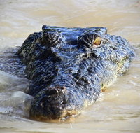1 Day Rockhampton Highlights Private Tour with Pickup - Sunshine Coast Tourism