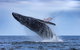 Whale Watching - thumb 0