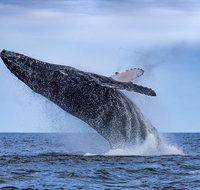Whale Watching - Sunshine Coast Tourism