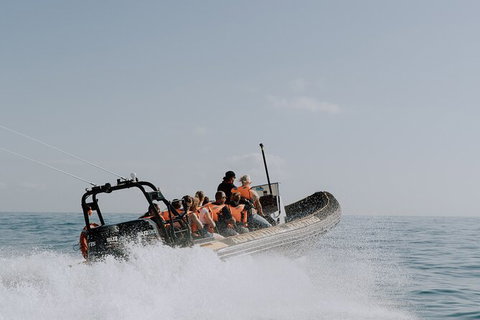 Whale Watching - Sunshine Coast Tourism 2