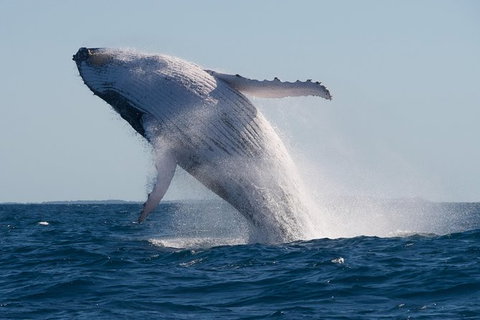 Whale Watching - Sunshine Coast Tourism 1