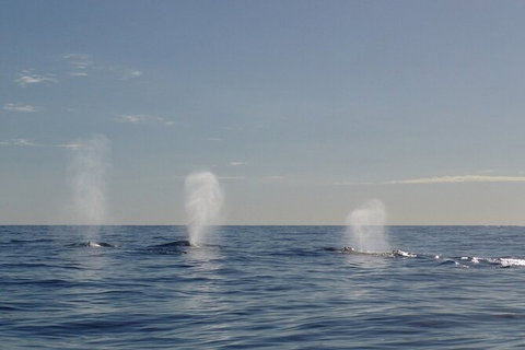 Whale Watching - Sunshine Coast Tourism 5
