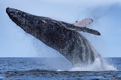 Whale Watching - Sunshine Coast Tourism 6