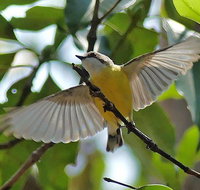 Birdwatching and Wildlife Noosa Biosphere Full-Day Experience - Sunshine Coast Tourism