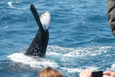 Half-Day Whale Watching In Urangan - Holiday Sunshine Coast 2