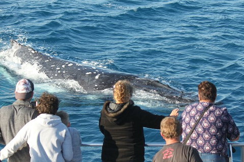 Half-Day Whale Watching In Urangan - Holiday Sunshine Coast 5