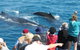 Half-Day Whale Watching In Urangan - thumb 4