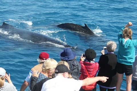 Half-Day Whale Watching In Urangan - Holiday Sunshine Coast 4