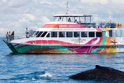 Half-Day Whale Watching In Urangan - Holiday Sunshine Coast 1