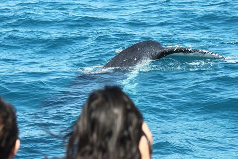 Half-Day Whale Watching In Urangan - Holiday Sunshine Coast 7