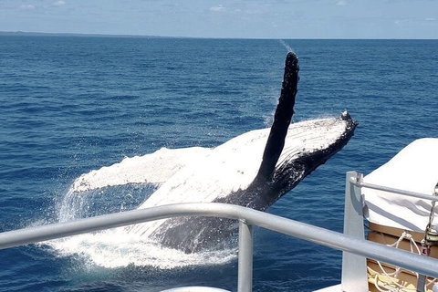 Half-Day Whale Watching In Urangan - Holiday Sunshine Coast 3