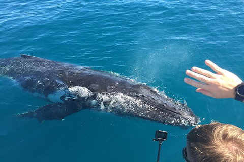 Half-Day Whale Watching In Urangan - Holiday Sunshine Coast 6
