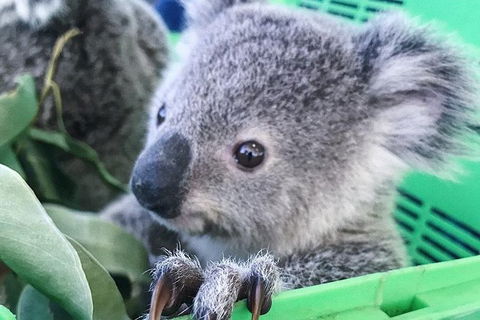 Nature By Night - Sunshine Coast Tourism 4