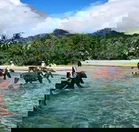 Afternoon Beach Horse Ride in Cape Tribulation