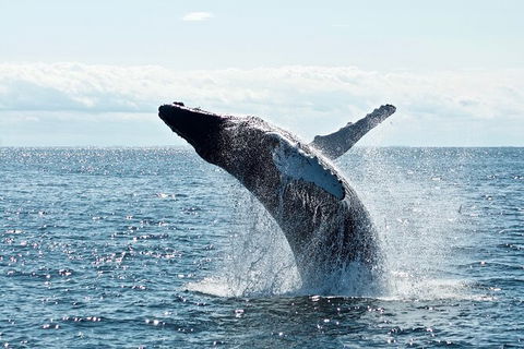 PRIVATE Whale Watching Tour - Up To 11 People In Your Group - Sunshine Coast Tourism 0