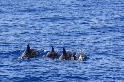 PRIVATE Whale Watching Tour - Up To 11 People In Your Group - Sunshine Coast Tourism 3