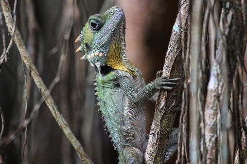 Mossman Gorge Adventure Day - Sunshine Coast Tourism 3