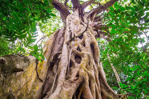 Mossman Gorge Adventure Day - Sunshine Coast Tourism 5
