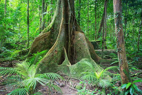 Mossman Gorge Adventure Day - Sunshine Coast Tourism 1
