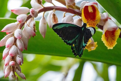 Australian Butterfly Sanctuary- Virtual Interactive Tour With Private Guide - Sunshine Coast Tourism 0