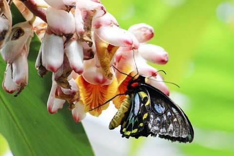 Australian Butterfly Sanctuary- Virtual Interactive Tour With Private Guide - Sunshine Coast Tourism 7