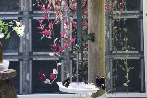 Australian Butterfly Sanctuary- Virtual Interactive Tour With Private Guide - Sunshine Coast Tourism 6