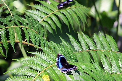 Australian Butterfly Sanctuary- Virtual Interactive Tour With Private Guide - Sunshine Coast Tourism 3