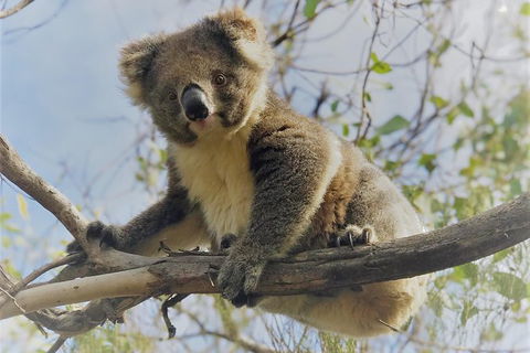 Kangaroo Island Scenic Trail Tour - Sunshine Coast Tourism 2