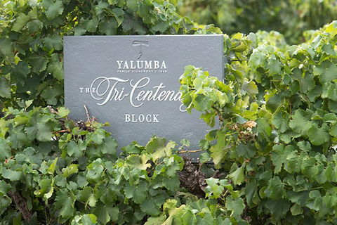 Yalumba Nursery & Grenache Discovery Tour + Platter Lunch - Holiday Sunshine Coast 0