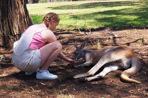 Adelaide Driving Tour - Sunshine Coast Tourism 0