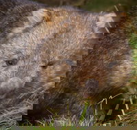 Cradle Mountain Wildlife Spotting after Dark