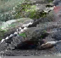 After Dark Tasmanian Devil Feeding Tour at Cradle Mountain