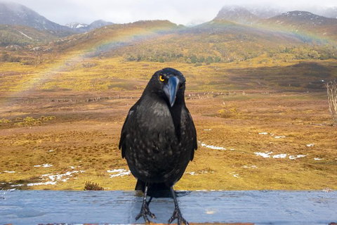 Cradle Mountain Park Explorer - Holiday Sunshine Coast 5
