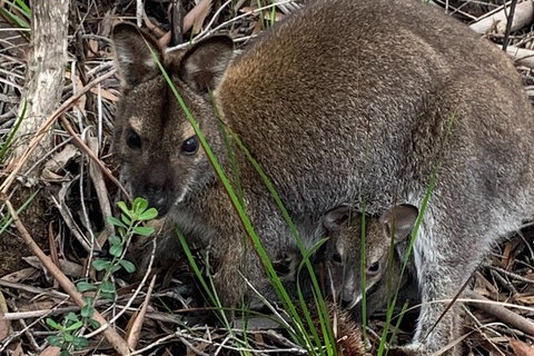 Wineglass Bay Beach Hike - Holiday Sunshine Coast 19