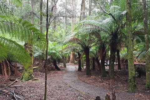 Cruise Ship Excursion: Stanley - Sunshine Coast Tourism 5