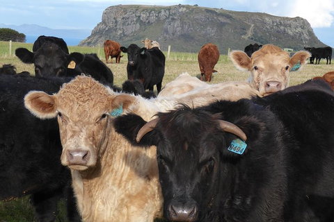 Cruise Ship Excursion: Stanley - Sunshine Coast Tourism 1