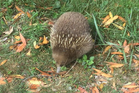 Cruise Ship Excursion: Stanley - Sunshine Coast Tourism 4